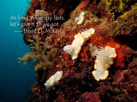 Stella Maris Dive Experts .